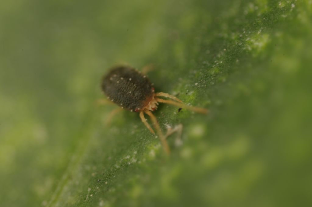 Acari su foglie di edera: cfr.  Tetranychidae - Rende (CS)